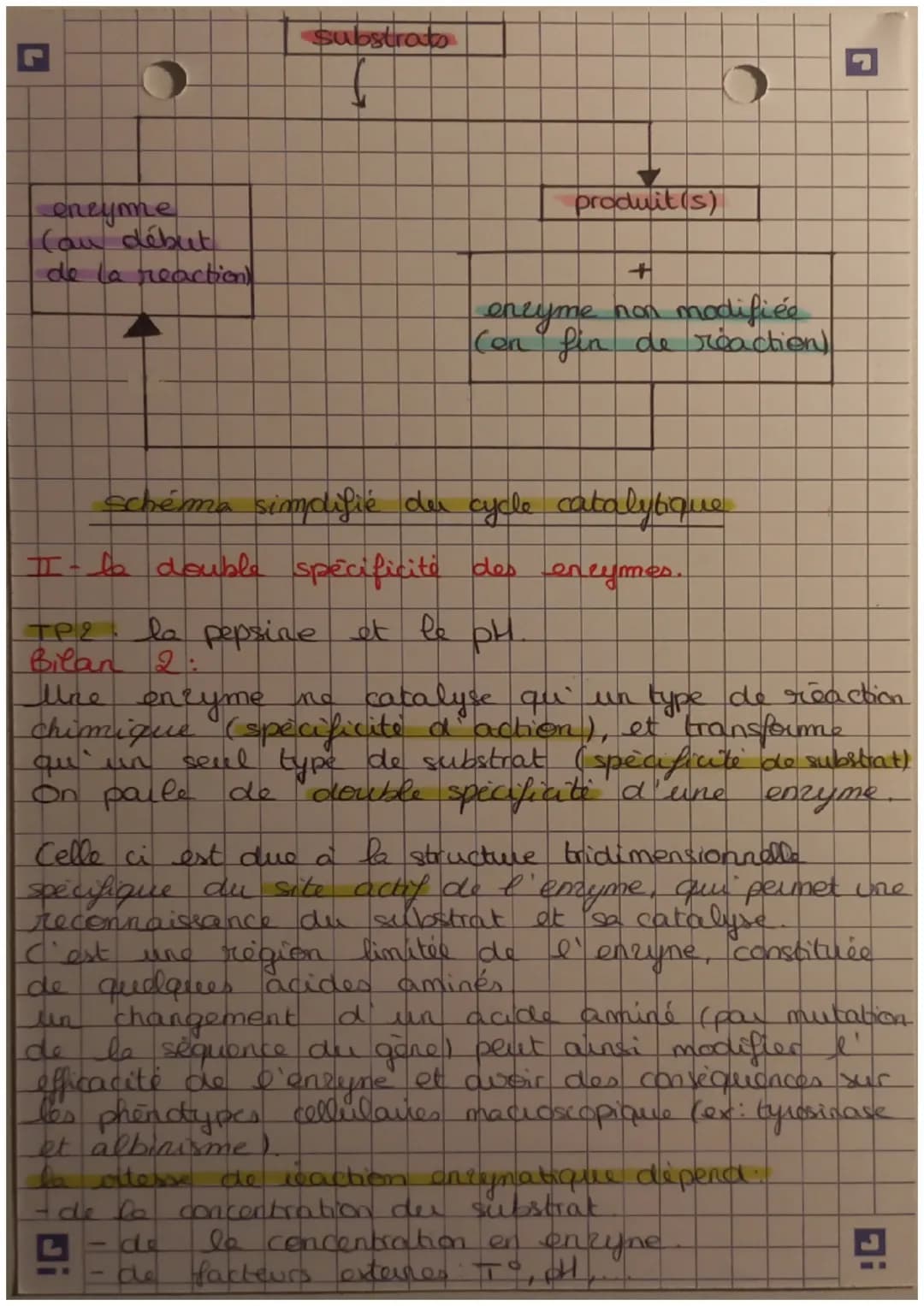 les
enrymes, des protéines indispensables ause
reactions cellulaires.
plusieurs enzymes:
tyrosinase (albinime,
la lactase (tolérance)
ADN po