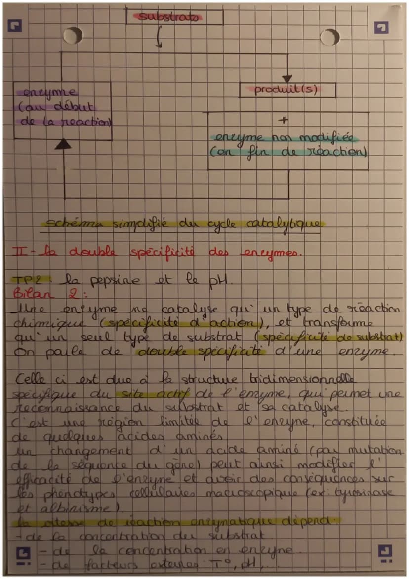 les
enrymes, des protéines indispensables ause
reactions cellulaires.
plusieurs enzymes:
tyrosinase (albinime,
la lactase (tolérance)
ADN po
