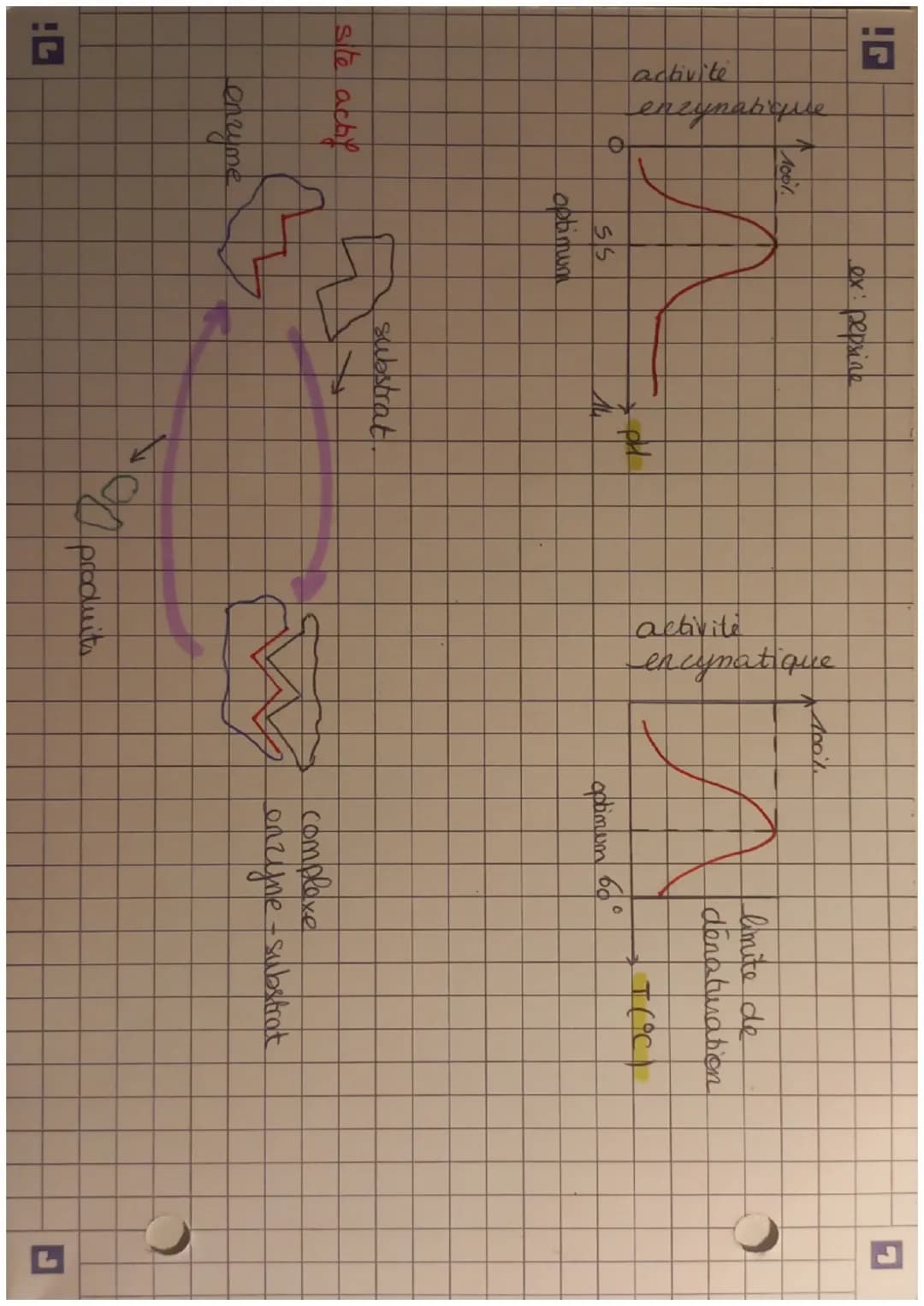 les
enrymes, des protéines indispensables ause
reactions cellulaires.
plusieurs enzymes:
tyrosinase (albinime,
la lactase (tolérance)
ADN po