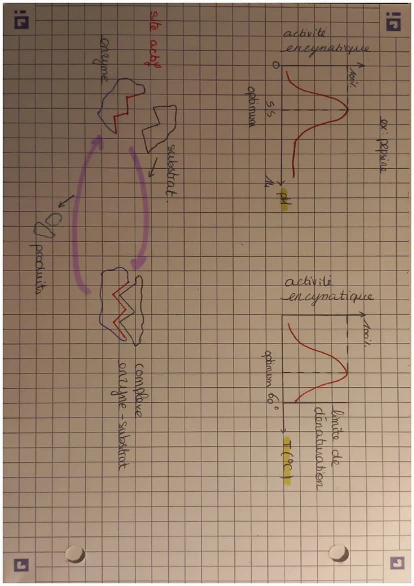 les
enrymes, des protéines indispensables ause
reactions cellulaires.
plusieurs enzymes:
tyrosinase (albinime,
la lactase (tolérance)
ADN po