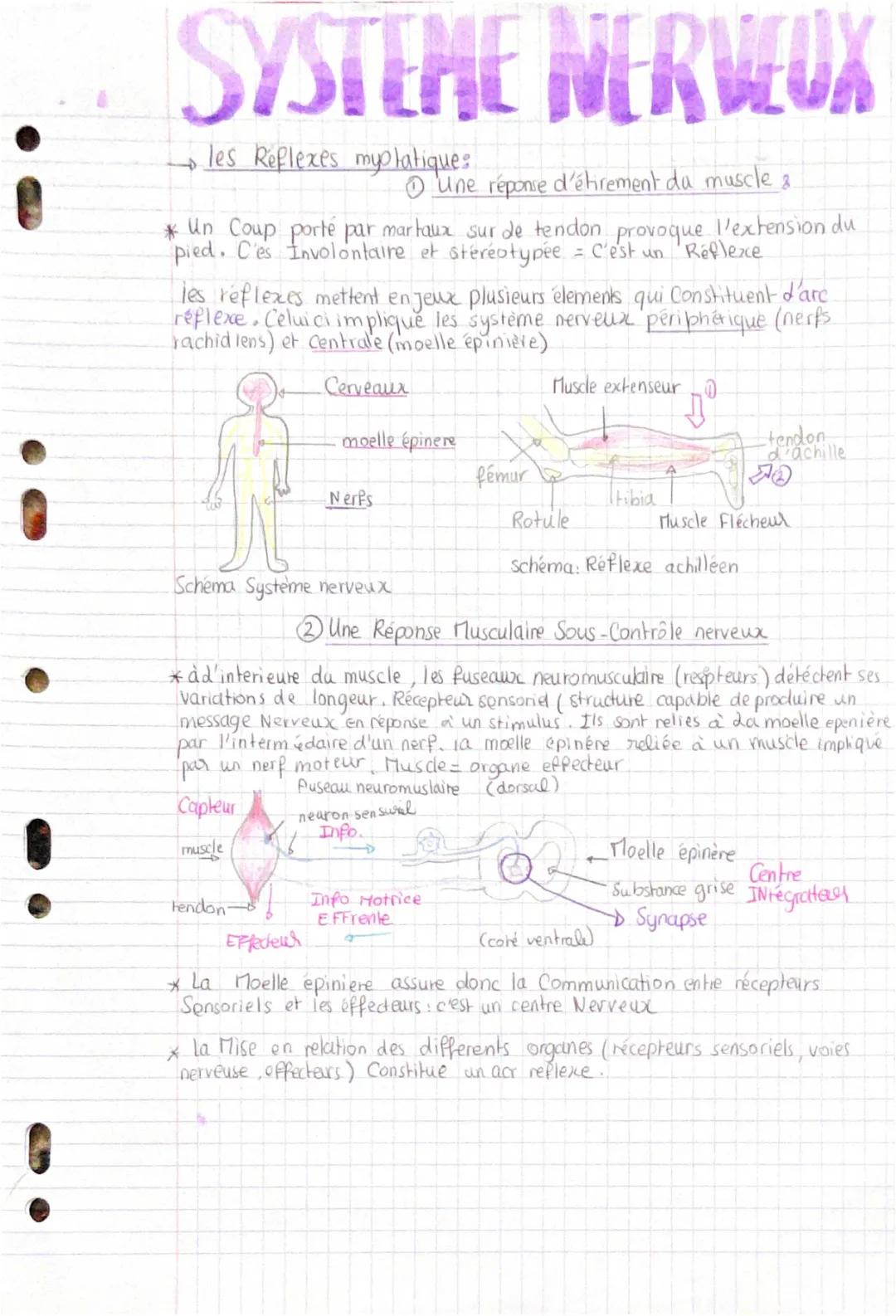 Le système nerveux : cours, schéma, et définitions