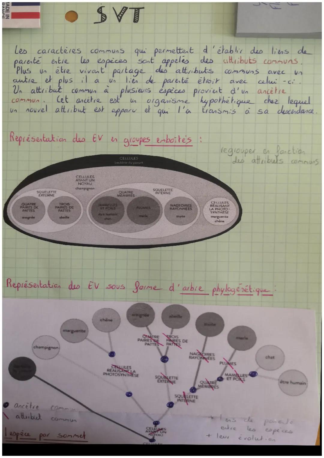 MADE IN
SVT
Les caractères communs qui permettent d'établir des liens de
parenté entre les espices sont appelés des attributs communs.
Plus 