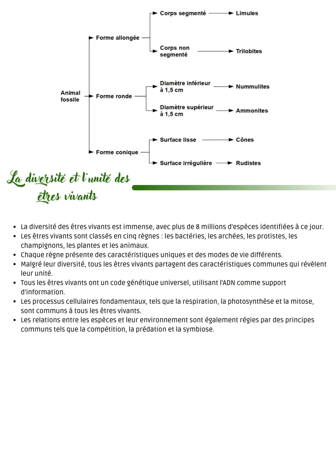 @luckybitsy
Caractéristiques communes
à tous les êtres vivants
• Les êtres vivants sont constitués de cellules, qui sont les unités de base 