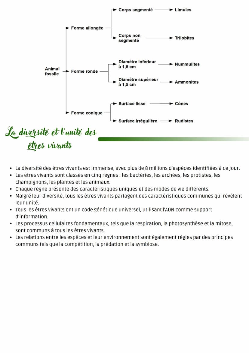 @luckybitsy
Caractéristiques communes
à tous les êtres vivants
• Les êtres vivants sont constitués de cellules, qui sont les unités de base 