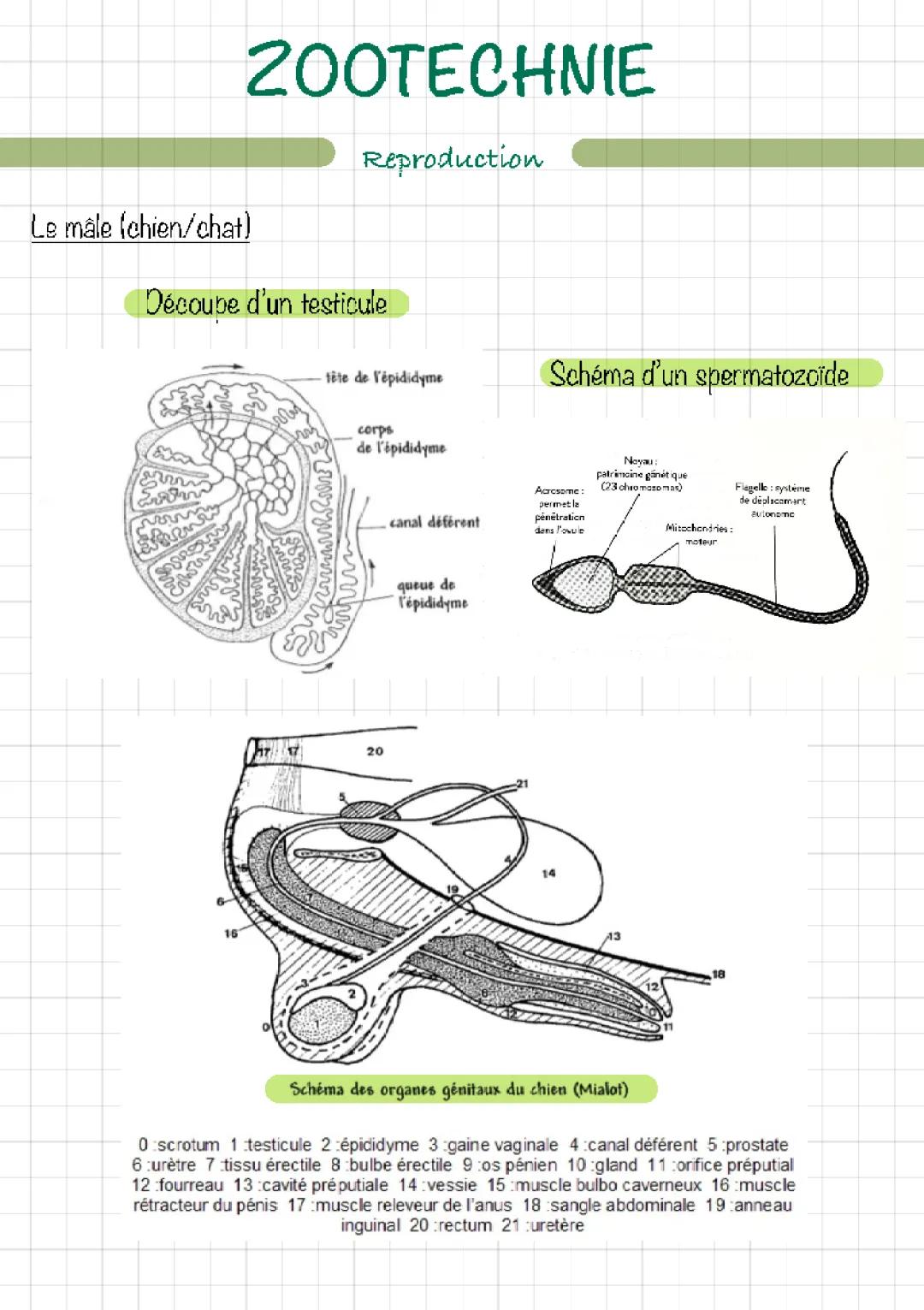 Dog Reproductive Anatomy, Hormone Cycle in Female Dogs, and How Puppies Are Born