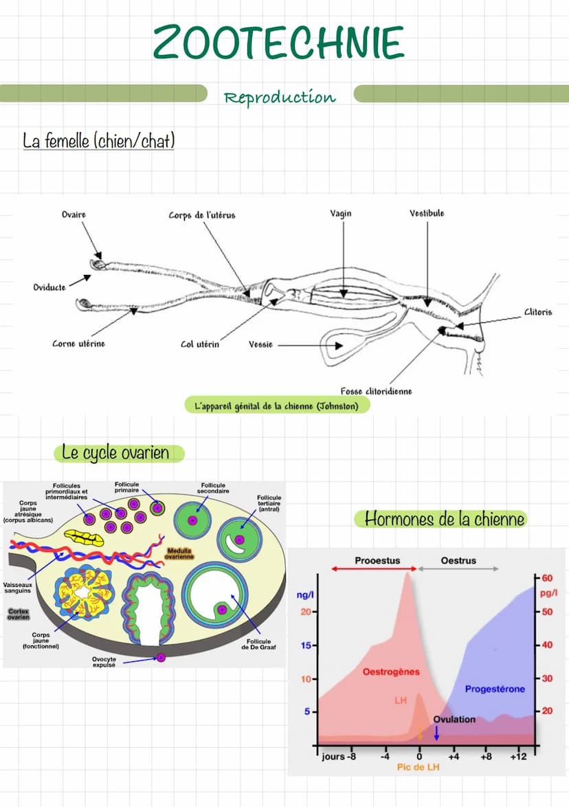 Le mâle (chien/chat)
Erdin
vom
ZOOTECHNIE
Découpe d'un testicule
Extern
16
Reproduction
wwwwwwwwwww
Ev
tête de l'épididyme
corps
de l'épidid