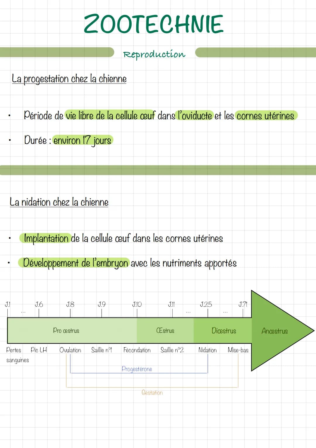 Le mâle (chien/chat)
Erdin
vom
ZOOTECHNIE
Découpe d'un testicule
Extern
16
Reproduction
wwwwwwwwwww
Ev
tête de l'épididyme
corps
de l'épidid