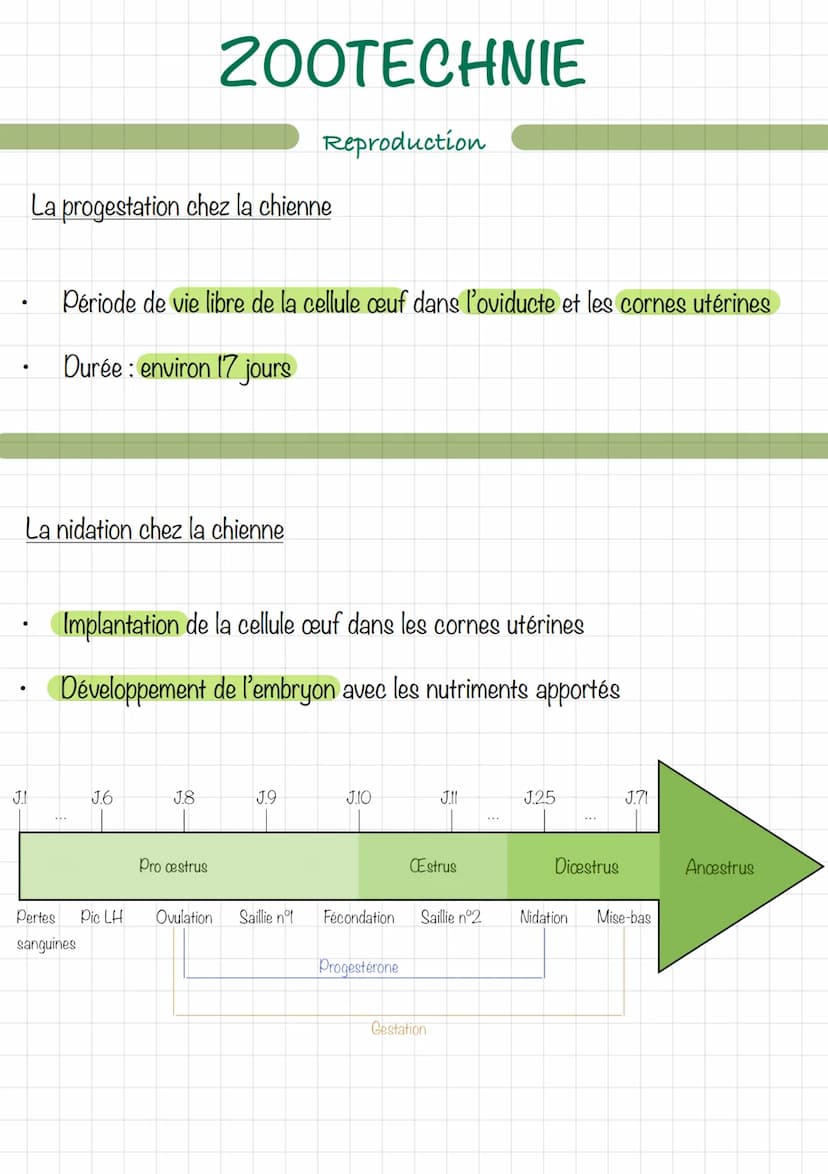 Le mâle (chien/chat)
Erdin
vom
ZOOTECHNIE
Découpe d'un testicule
Extern
16
Reproduction
wwwwwwwwwww
Ev
tête de l'épididyme
corps
de l'épidid