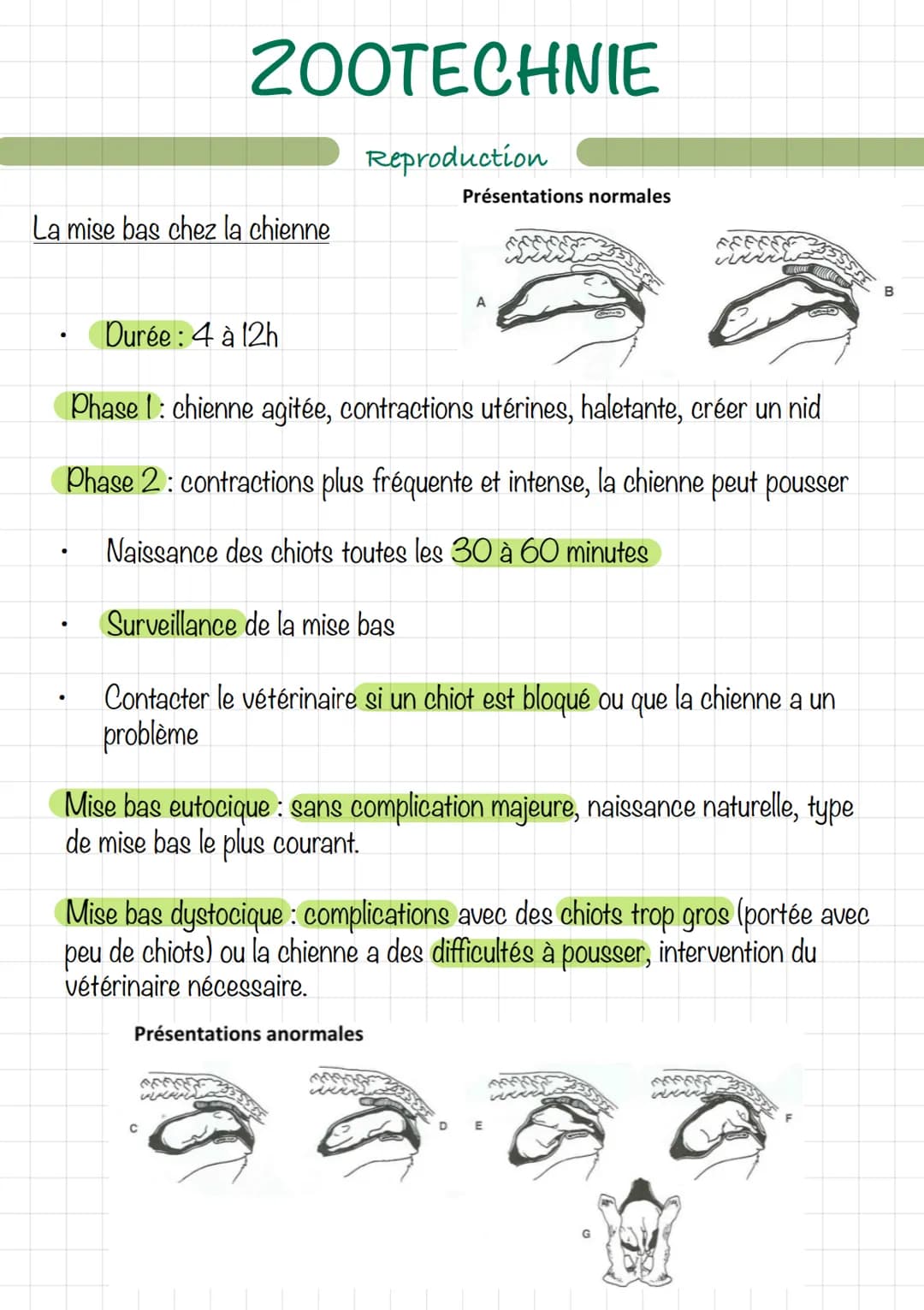 Le mâle (chien/chat)
Erdin
vom
ZOOTECHNIE
Découpe d'un testicule
Extern
16
Reproduction
wwwwwwwwwww
Ev
tête de l'épididyme
corps
de l'épidid