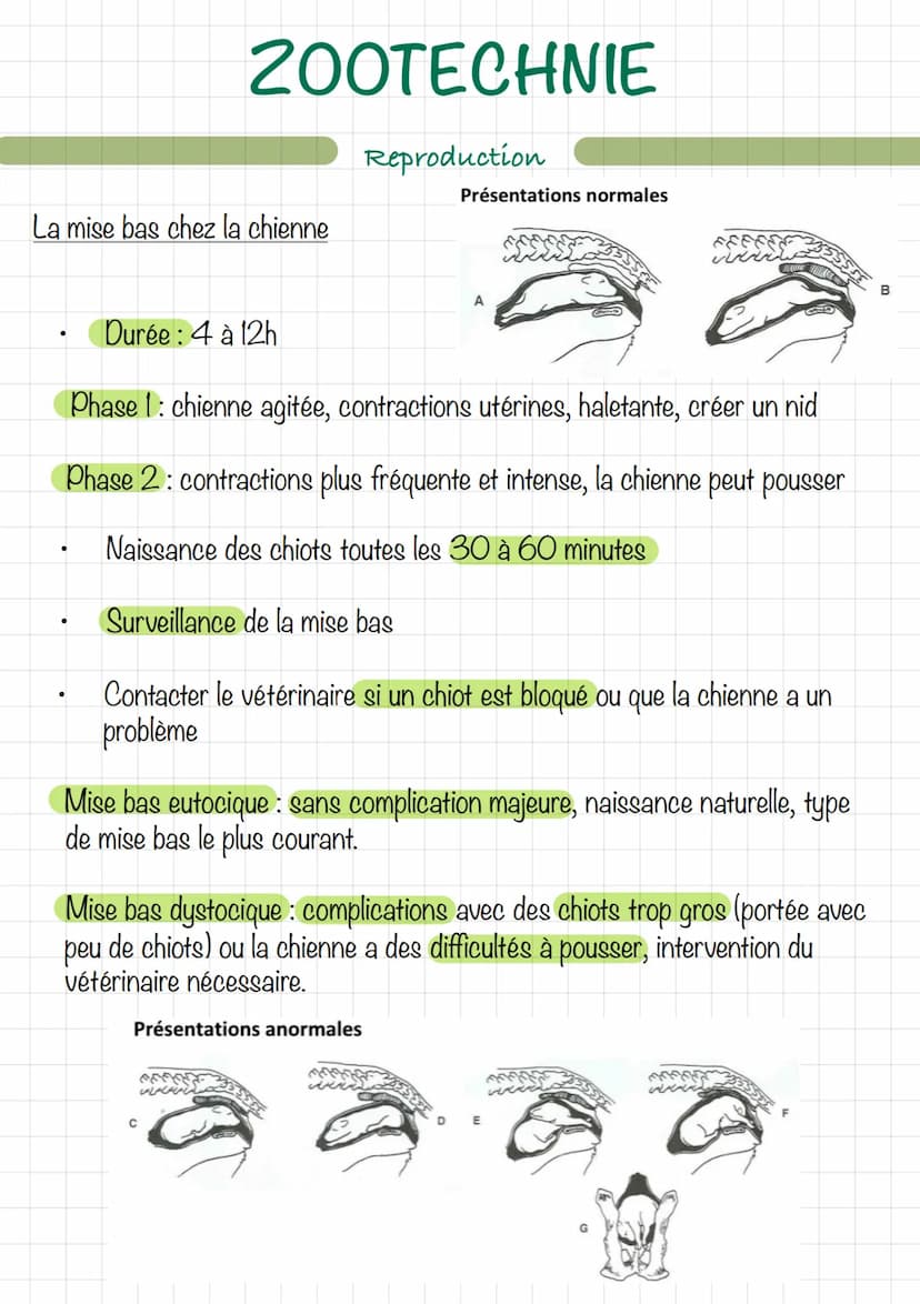 Le mâle (chien/chat)
Erdin
vom
ZOOTECHNIE
Découpe d'un testicule
Extern
16
Reproduction
wwwwwwwwwww
Ev
tête de l'épididyme
corps
de l'épidid