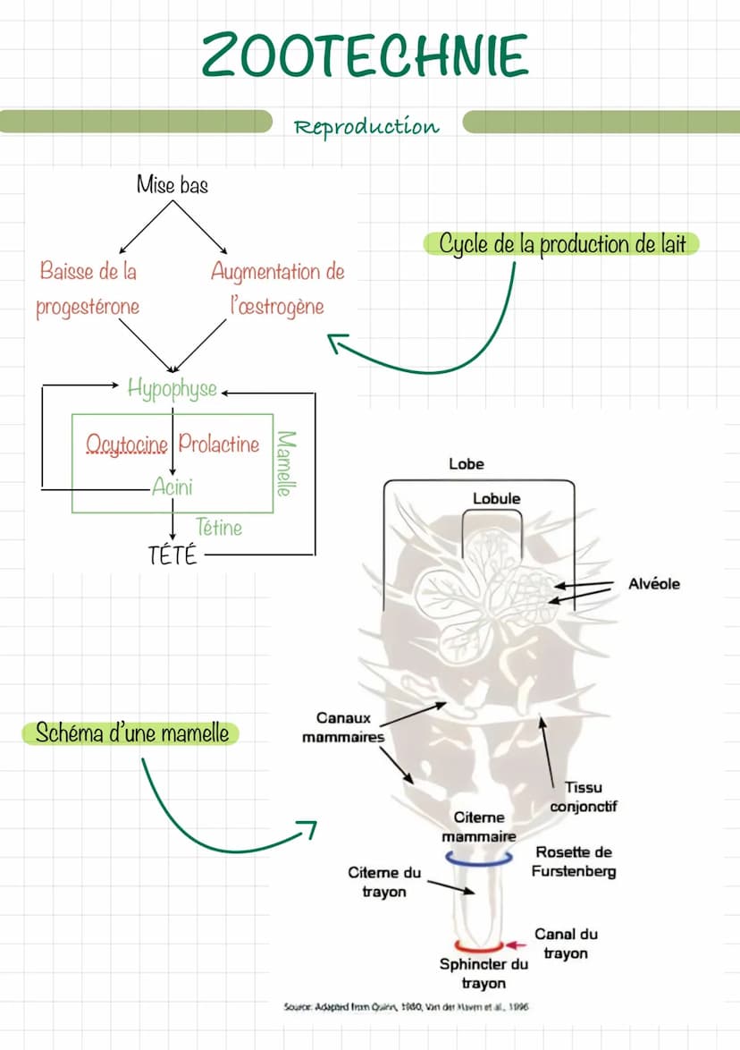 Le mâle (chien/chat)
Erdin
vom
ZOOTECHNIE
Découpe d'un testicule
Extern
16
Reproduction
wwwwwwwwwww
Ev
tête de l'épididyme
corps
de l'épidid