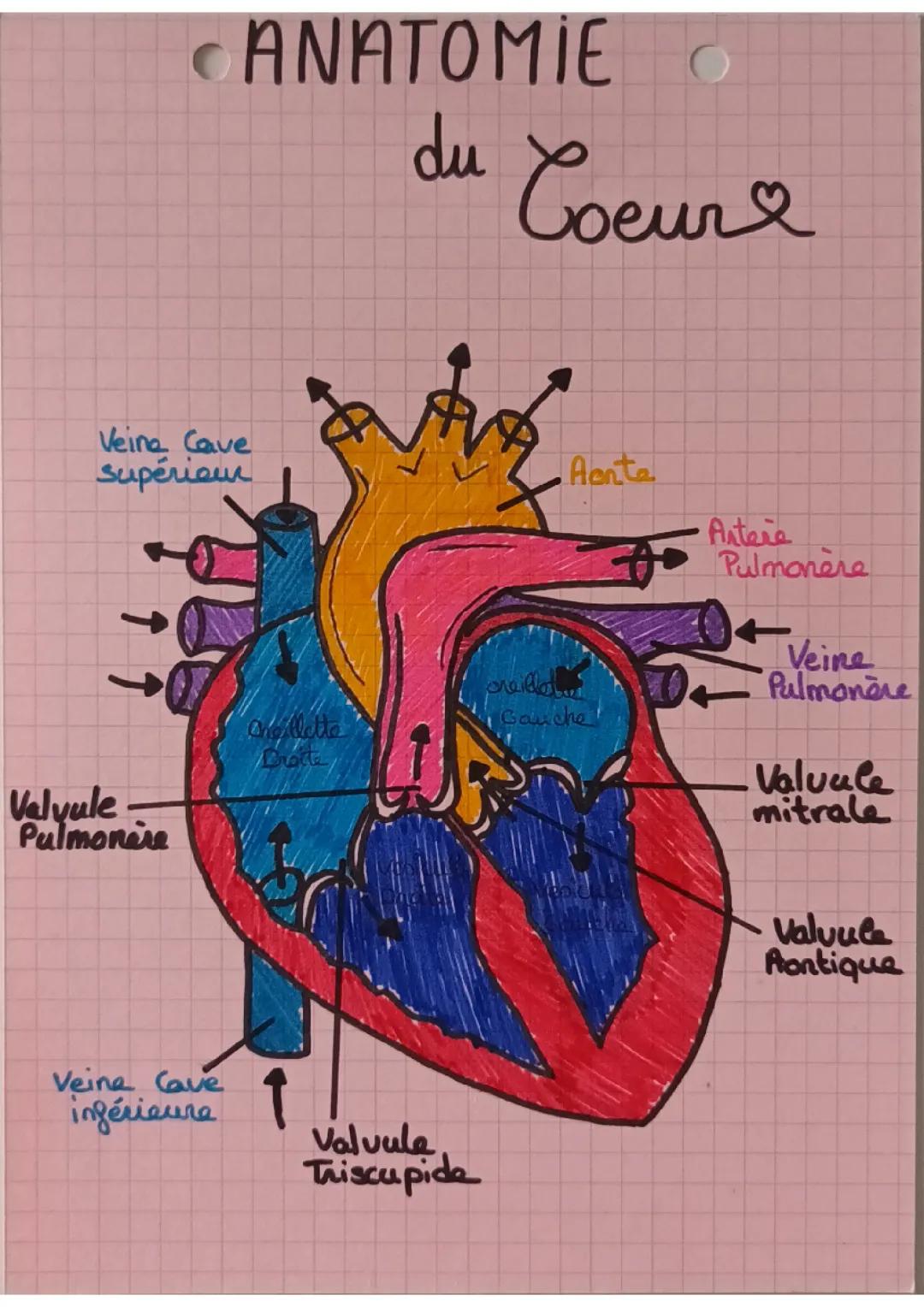 Anatomie du cœur 