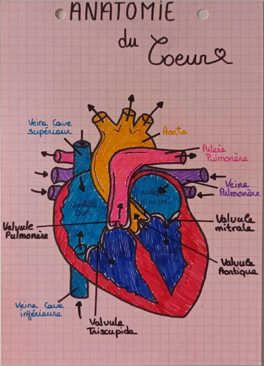 CANATOMIE
du
Coeur &
Veine Cave
supérieur
Valvule
Pulmonere
Veine Cave
inférieure
Aorte
preillet
Chellette
Bratte
Ganche
Valvula
Triscupide
