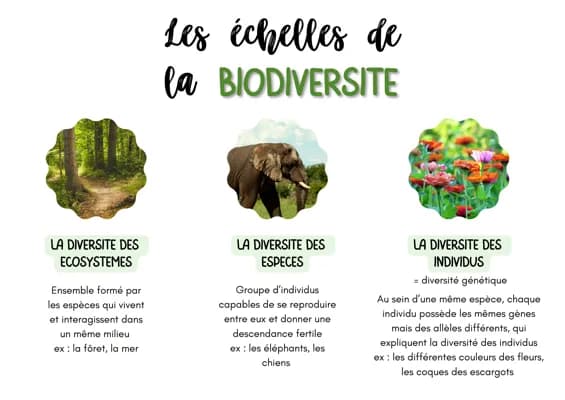 Know Les échelles de la biodiversité - SVT thumbnail