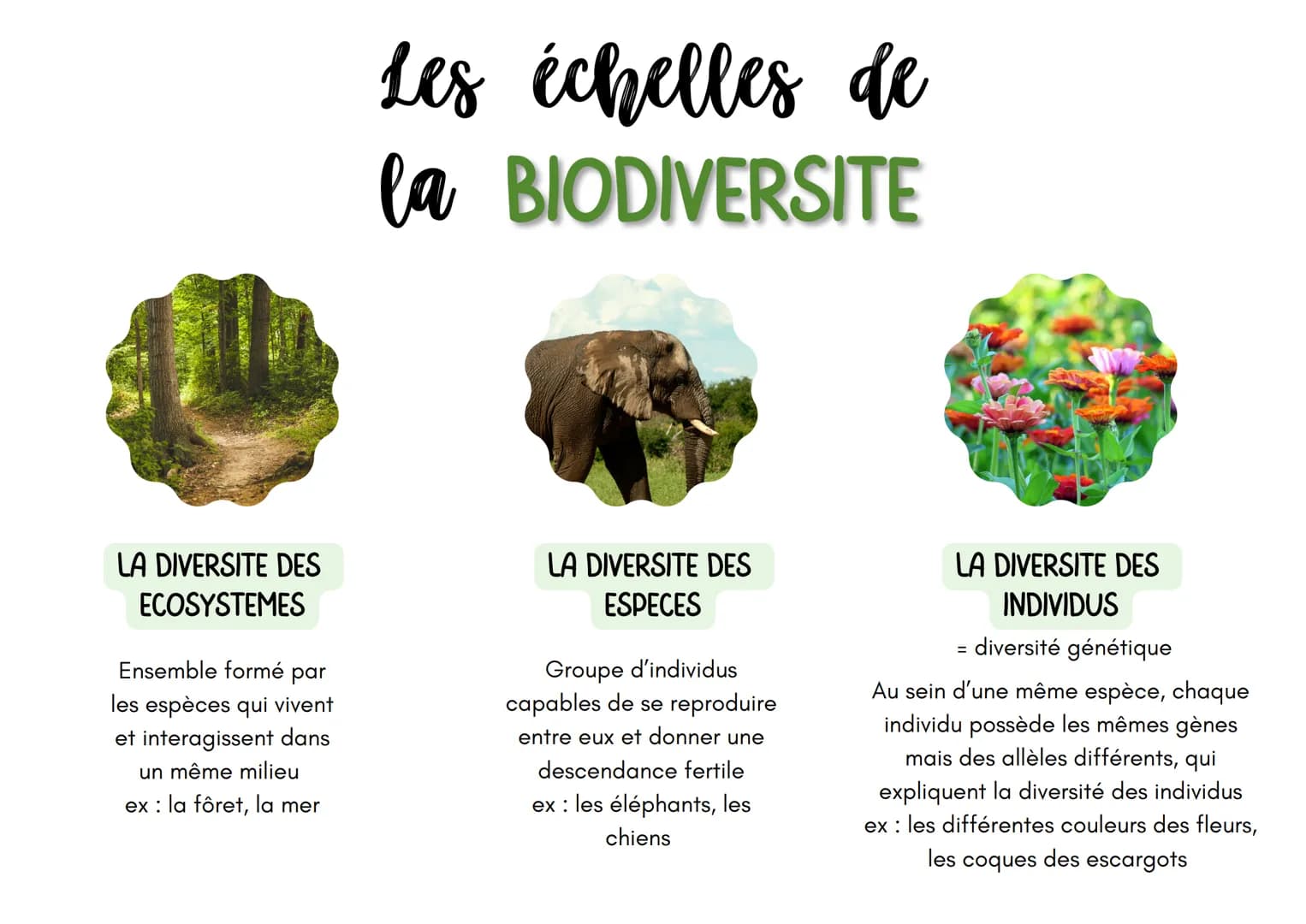 LA DIVERSITE DES
ECOSYSTEMES
Ensemble formé par
les espèces qui vivent
et interagissent dans
un même milieu
ex: la fôret, la mer
Les échelle