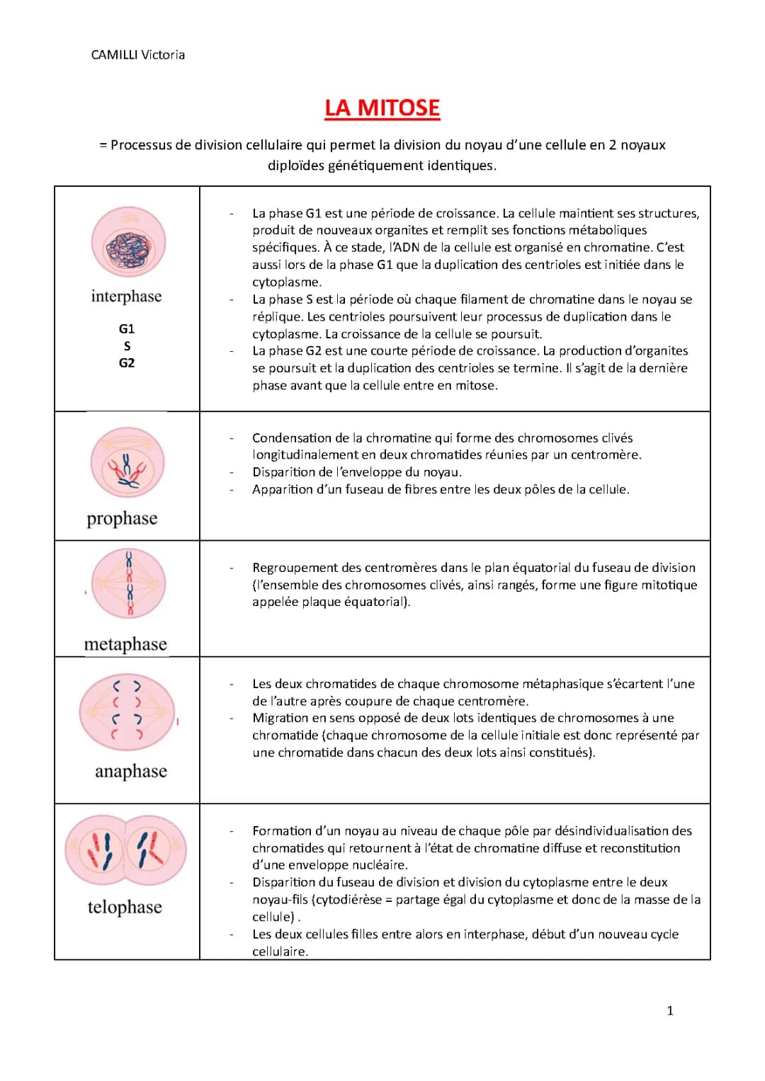 Etapes de la mitose