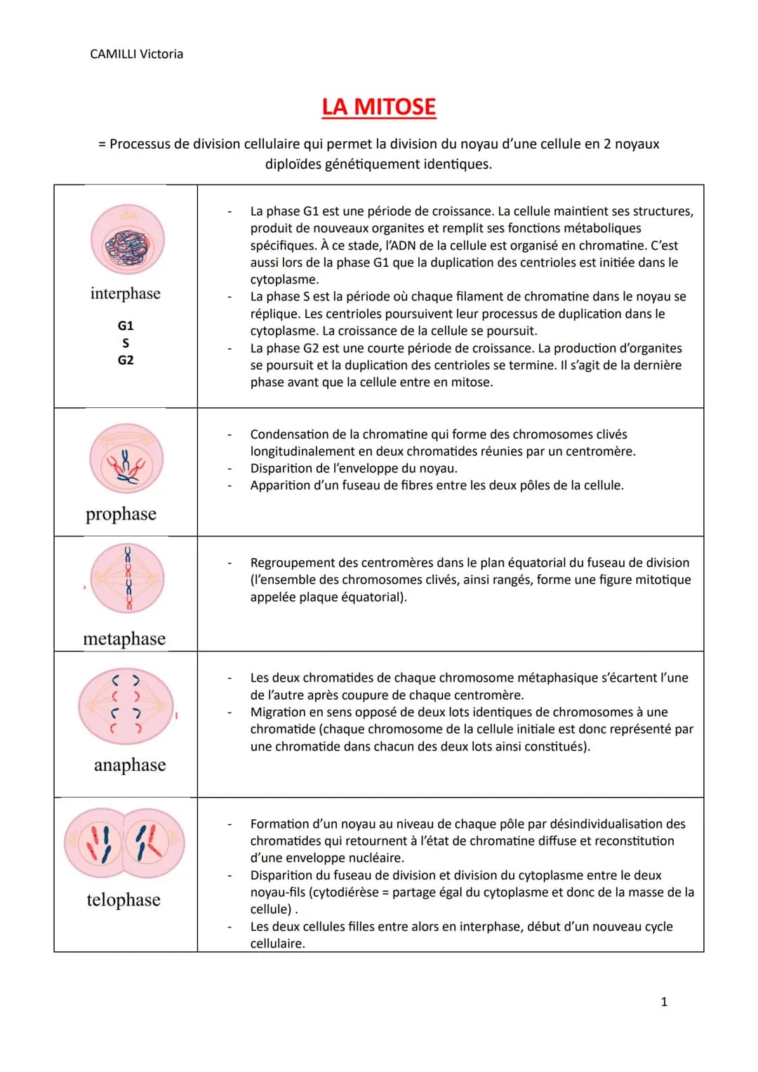 CAMILLI Victoria
LA MITOSE
= Processus de division cellulaire qui permet la division du noyau d'une cellule en 2 noyaux
diploïdes génétiquem
