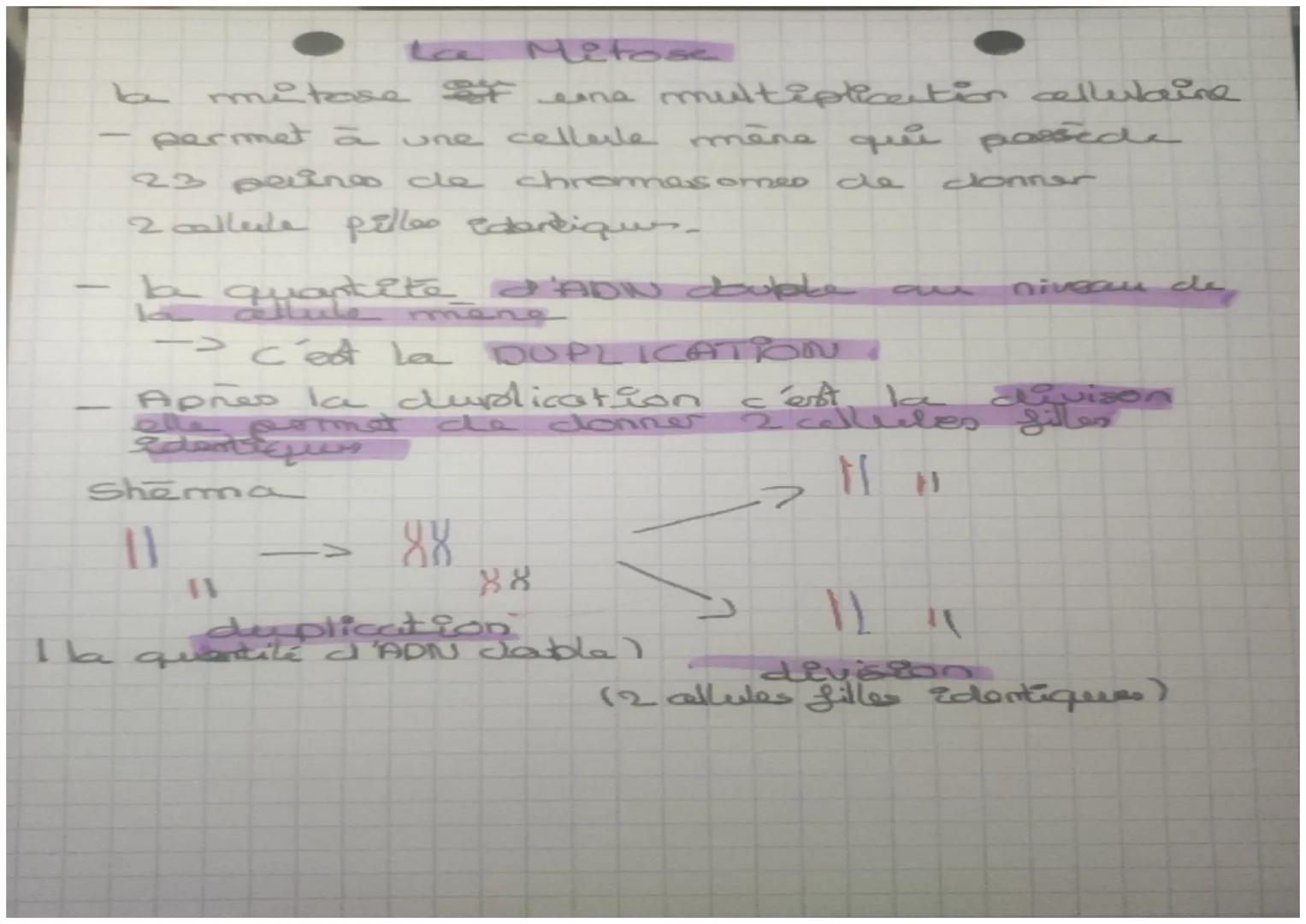# La Mitose

la mitose * eine multiplication cellulaine

- permet à une cellerle mène qui posede

23 peines de chromosomes de donner

2calle