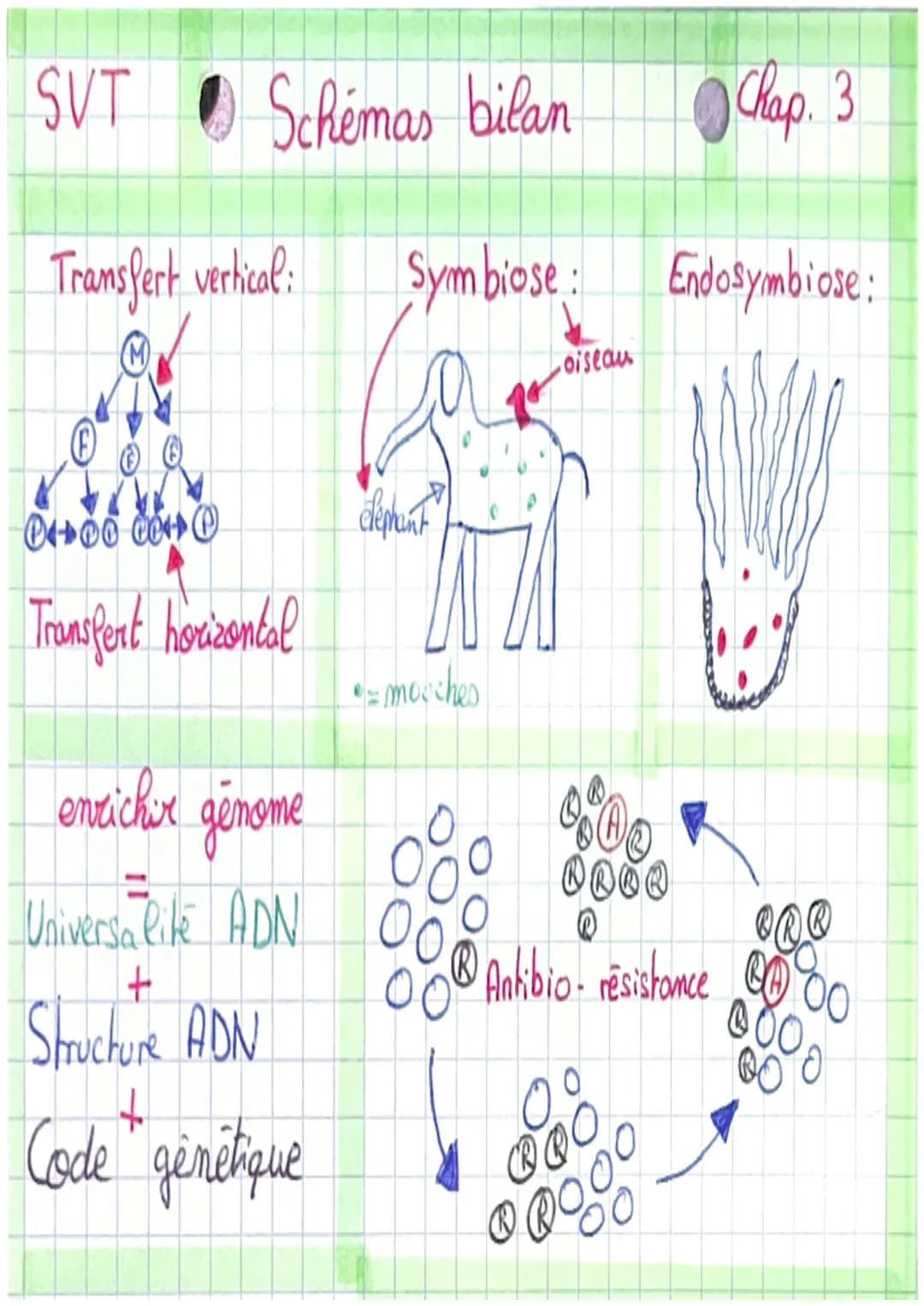 SVT
Chap. 3
1. Transferts verticaux et horizontaux de matériel génétique
Transferts verticaux de générations en générations par reprod sexue