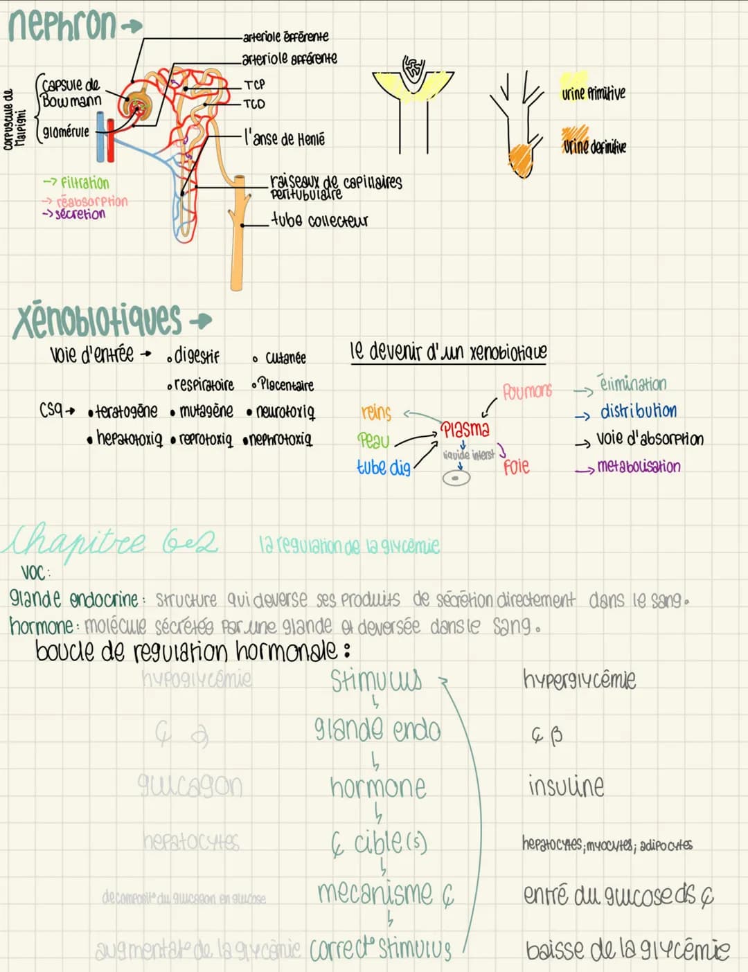 nephron
(capsule de
Bow mann
glomérule
corpuscule de
Malpighi
-> Filtration
→reabsorption
->secretion
Xenobiotiques
voie d'entrée digestif
→