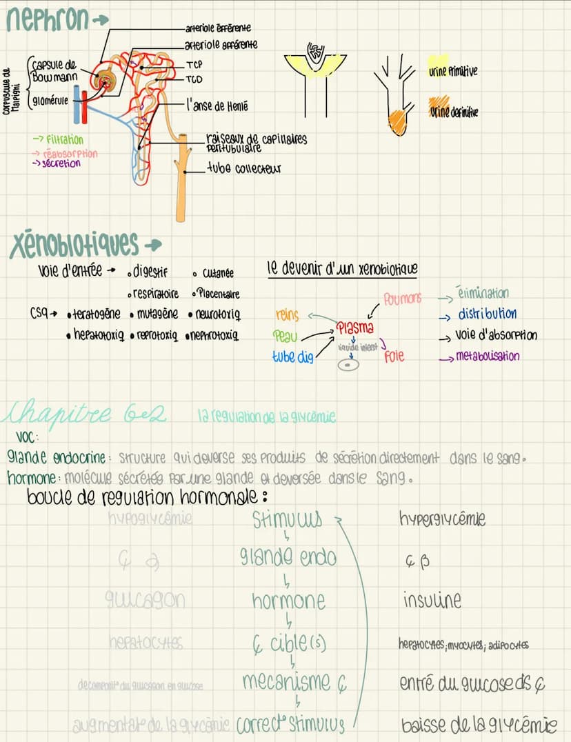 nephron
(capsule de
Bow mann
glomérule
corpuscule de
Malpighi
-> Filtration
→reabsorption
->secretion
Xenobiotiques
voie d'entrée digestif
→