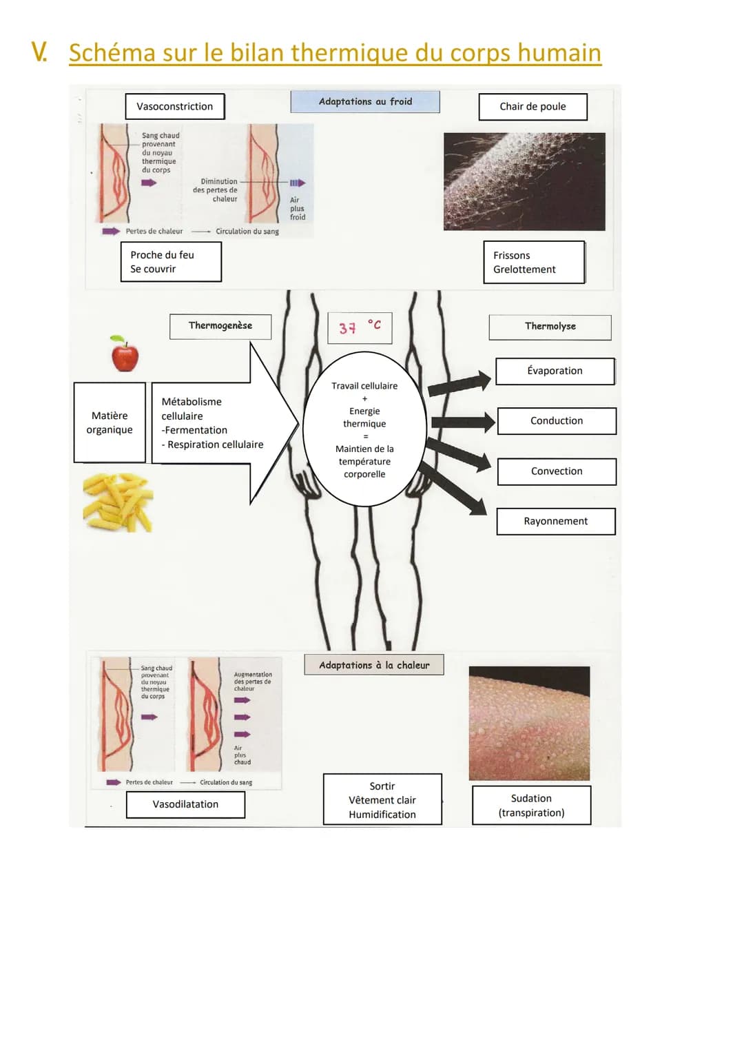 ENSEIGNEMENT SCIENTIFIQUE
Le bilan thermique du corps
I. Introduction
L'Homme est homéotherme, ce qui signifie qu'il doit conserver une temp
