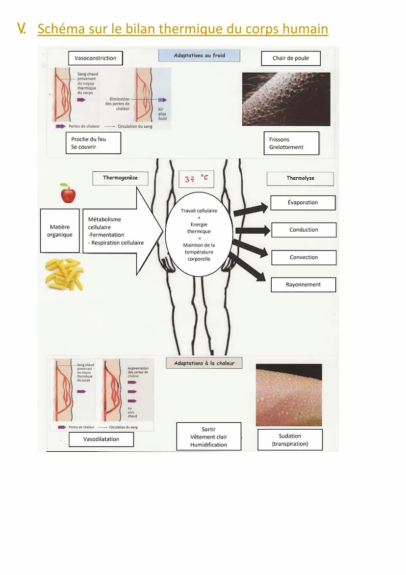 ENSEIGNEMENT SCIENTIFIQUE
Le bilan thermique du corps
I. Introduction
L'Homme est homéotherme, ce qui signifie qu'il doit conserver une temp