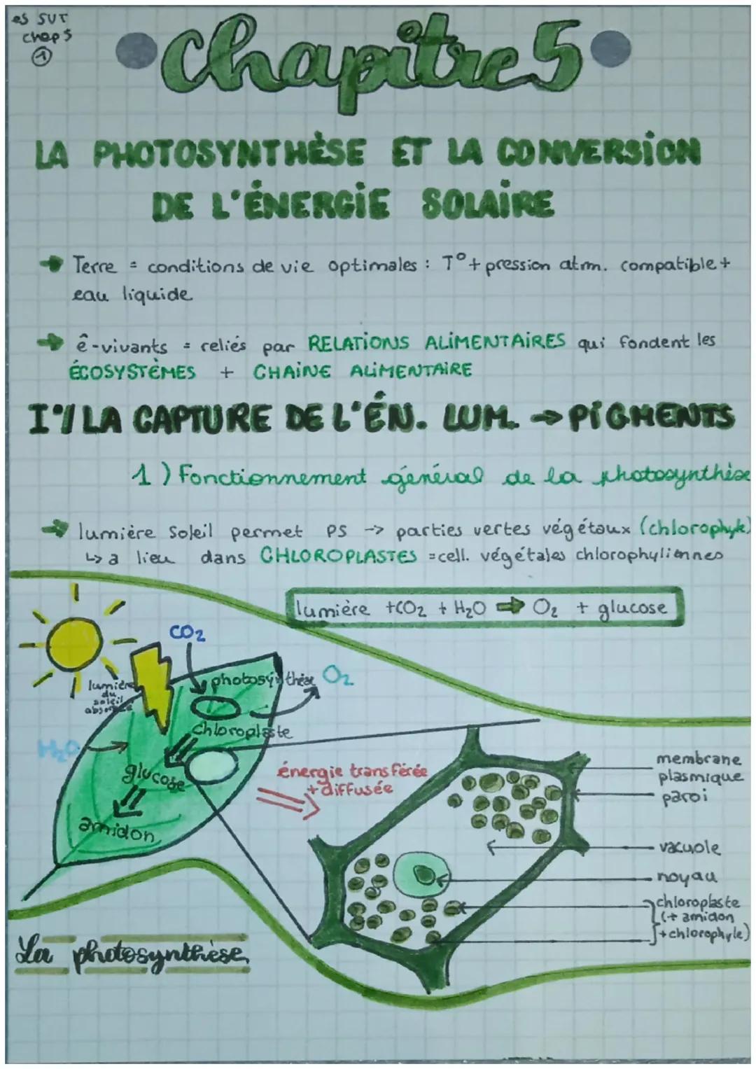 eS SUT
chops

•Chapitre 5.

LA PHOTOSYNTHÈSE ET LA CONVERSION
DE L'ÉNERGIE SOLAIRE

$
rightarrow$ Terre = conditions de vie optimales: T°+ p