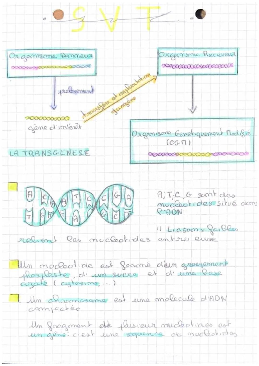 Les Secrets de l'ADN : Transgenèse et Chromosomes Amusants