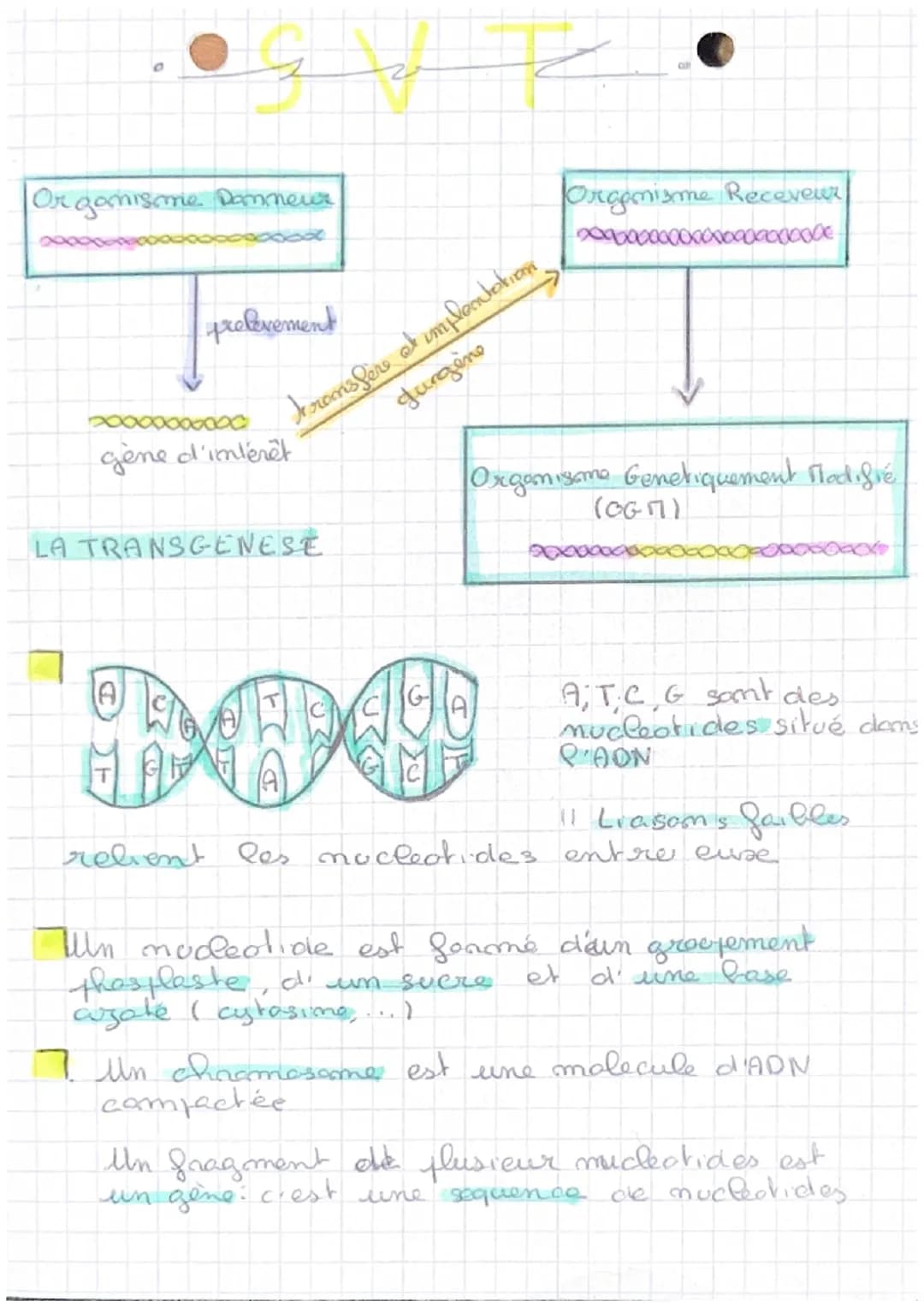12
Or gamisme. Daneur
prolevement
20000000000
gène d'intérêt
H
Jurgene
transfère at implantation
LA TRANSGENESE
Orgemisme Receveur
00000000€