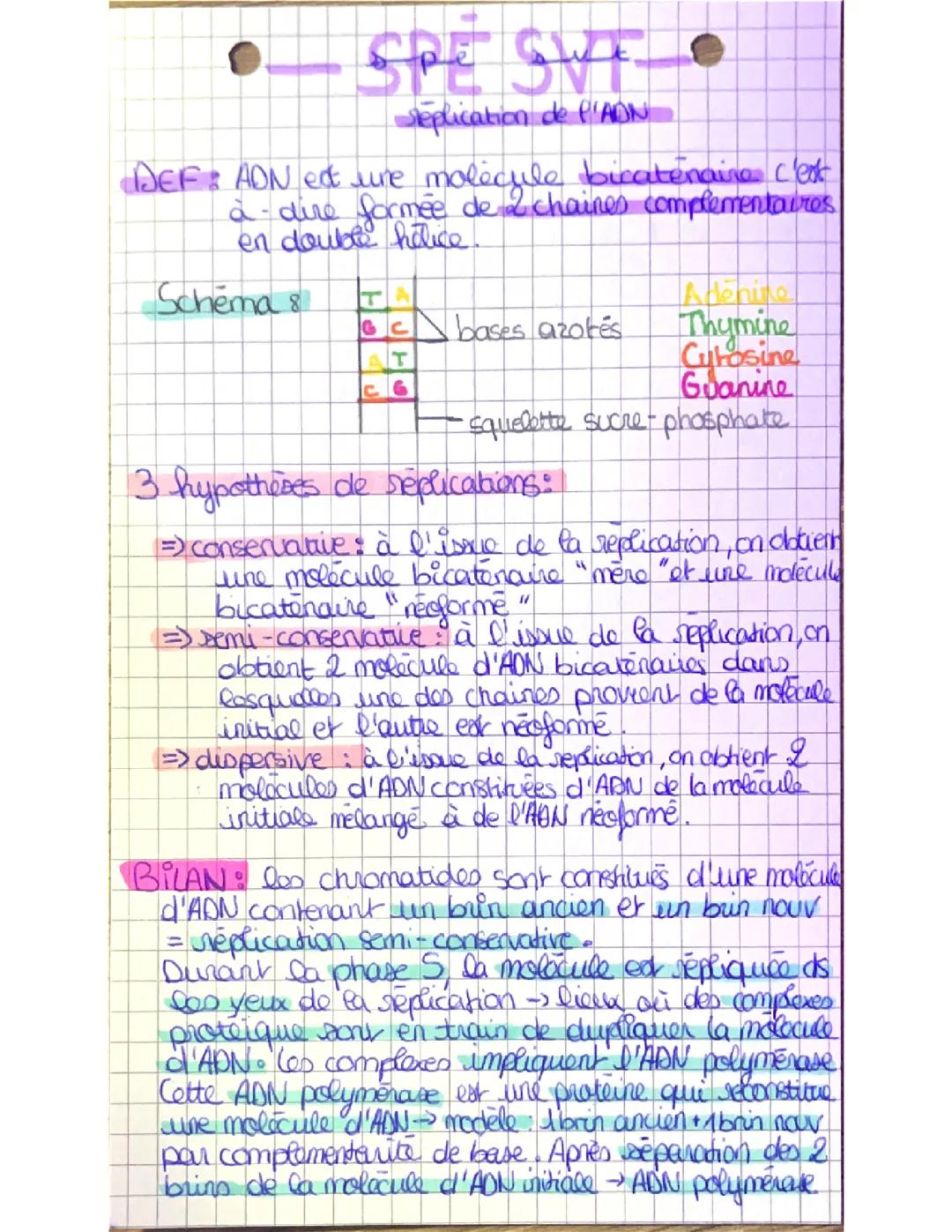 réplication de l’ADN