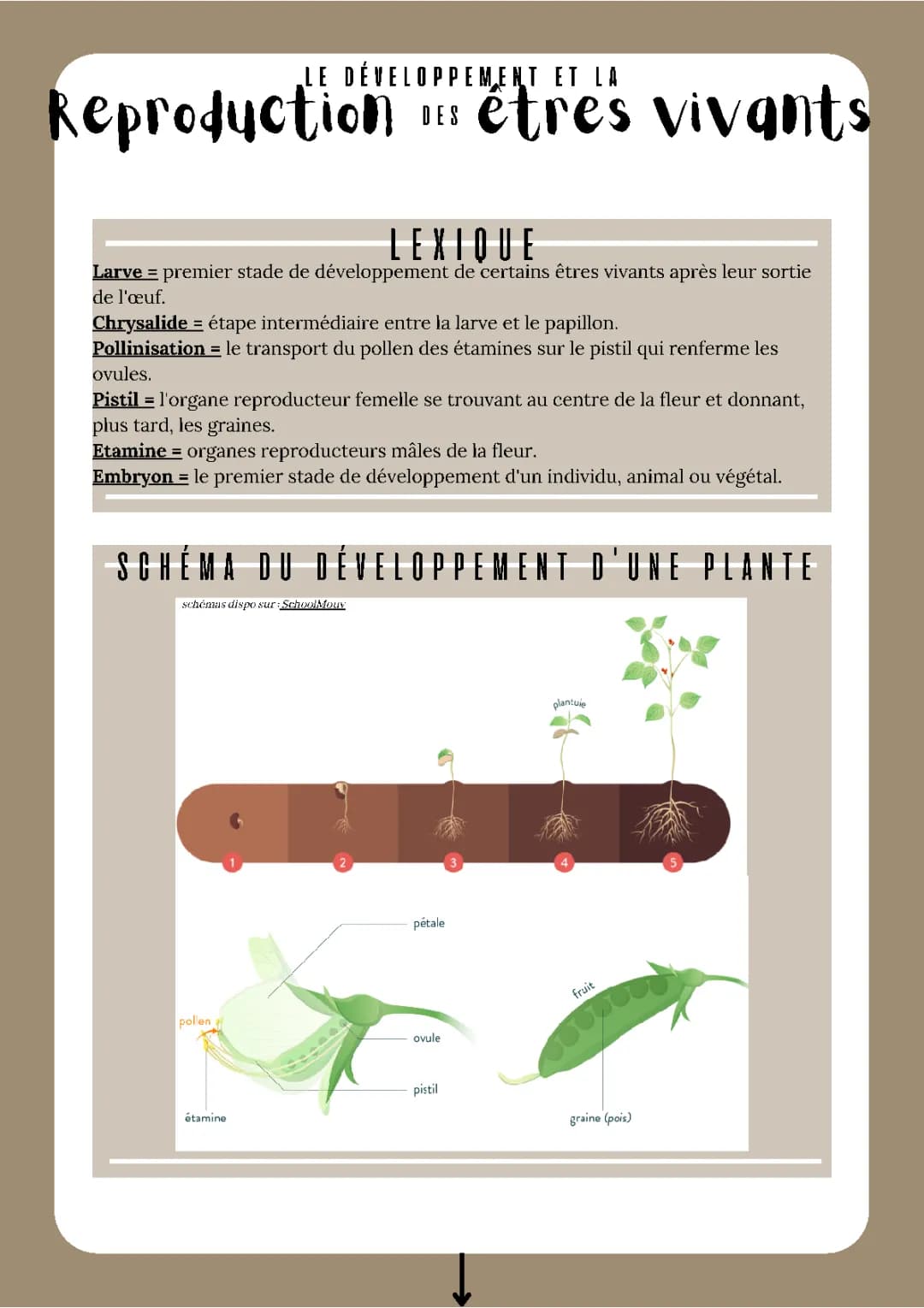 Découvre le Cycle des Plantes à Fleurs et les Étapes d'un Papillon