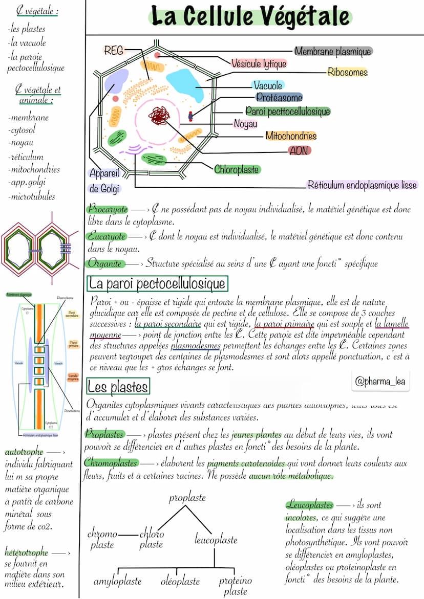 
<h2 id="structuredelacellulevgtale">Structure de la cellule végétale</h2>
<p>La cellule végétale et animale présentent différentes composan