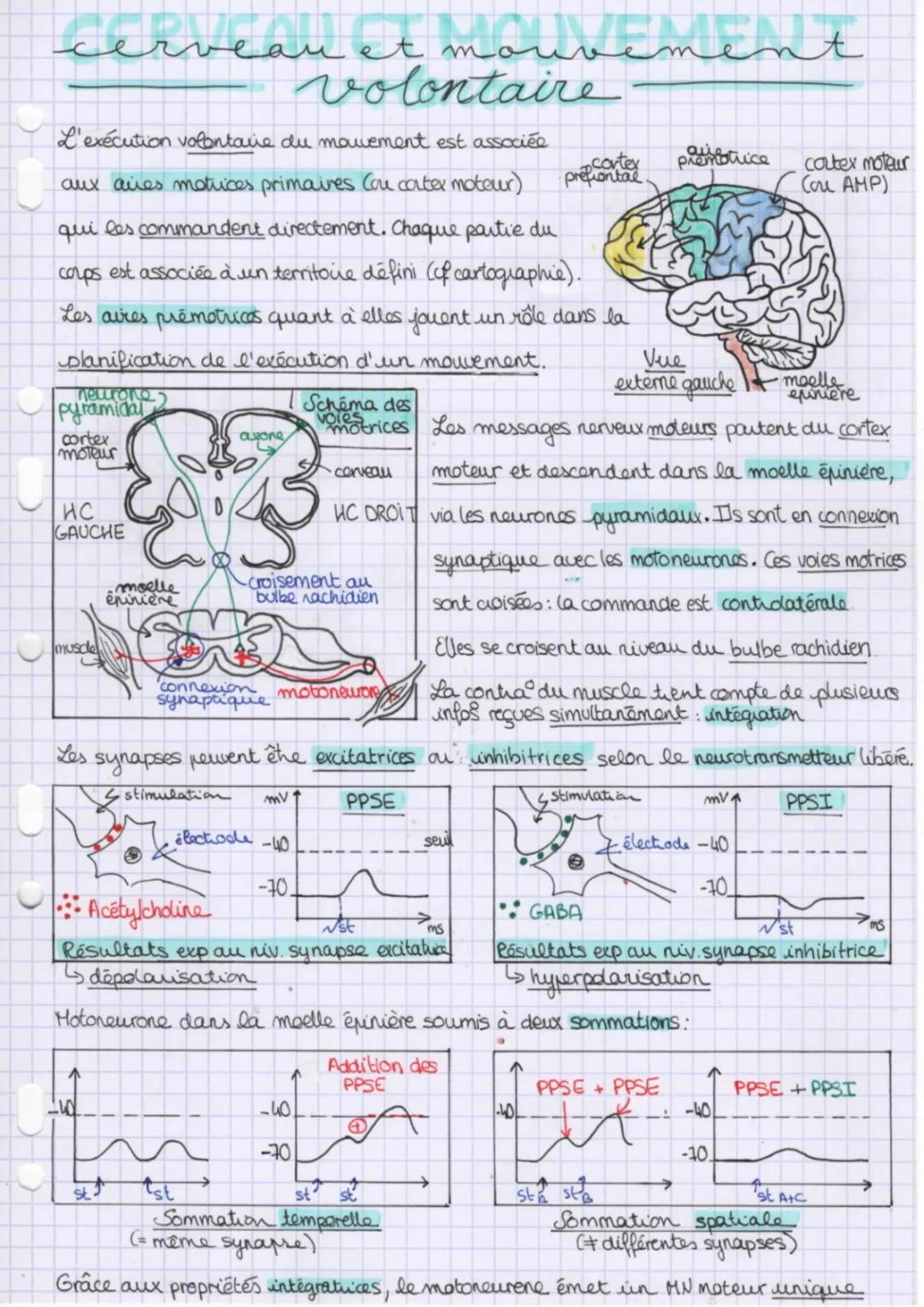 Découvre le Mouvement Volontaire et les Effets des Drogues sur le Cerveau