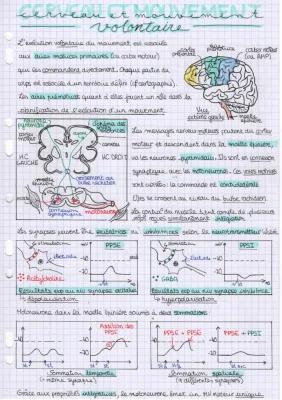 Know Cerveau et mouvement volontaire  thumbnail