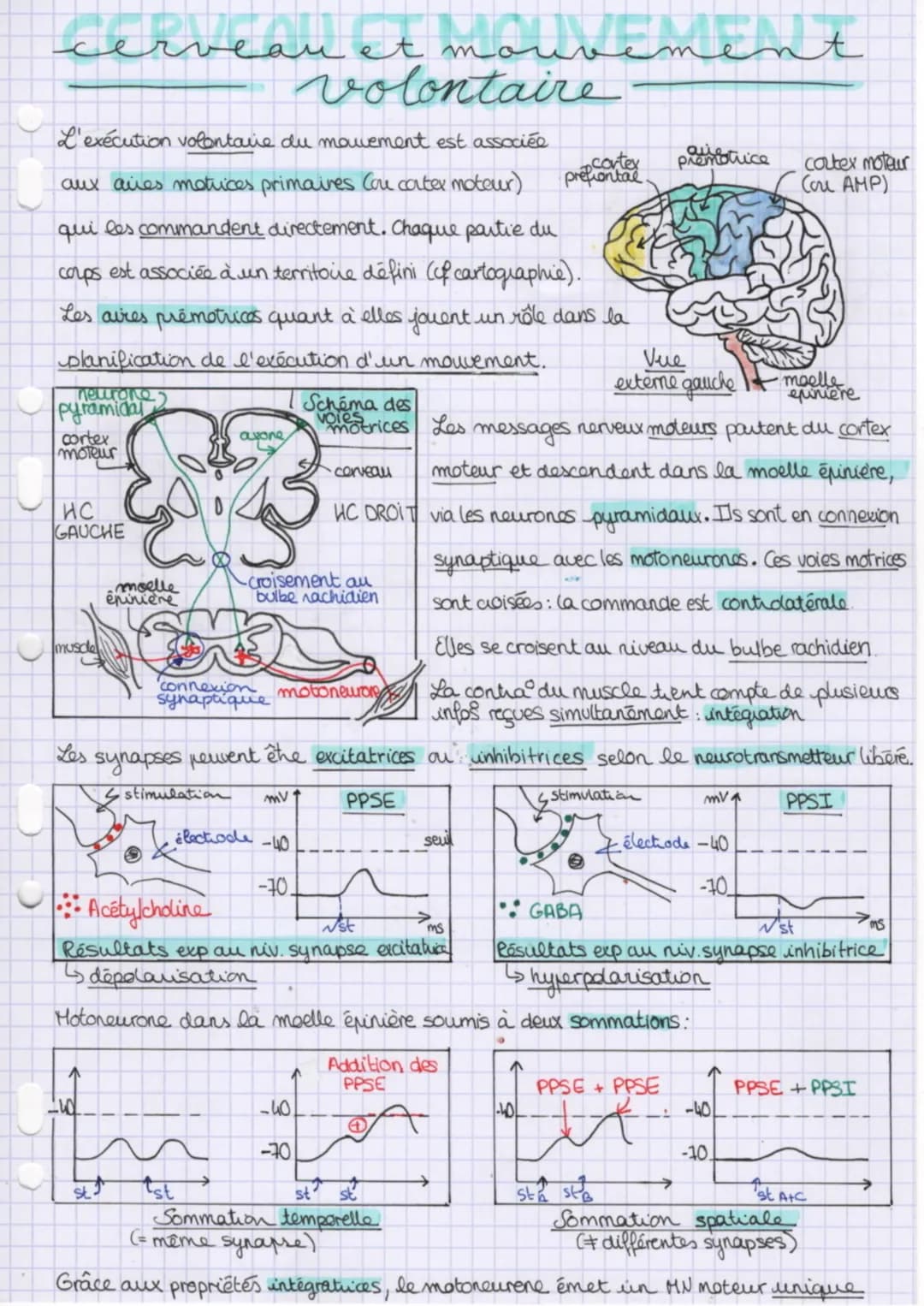 cerveau et mouvement
volontaire
L'exécution volontaire du mouvement est associée
。cortex
aux aires motrices primaires Cou cortex moteur) pre