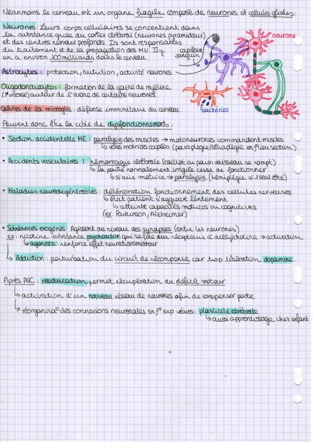 cerveau et mouvement
volontaire
L'exécution volontaire du mouvement est associée
。cortex
aux aires motrices primaires Cou cortex moteur) pre