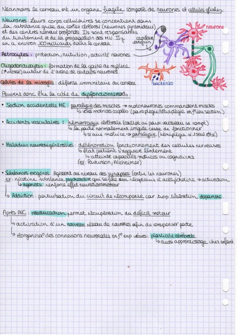 cerveau et mouvement
volontaire
L'exécution volontaire du mouvement est associée
。cortex
aux aires motrices primaires Cou cortex moteur) pre