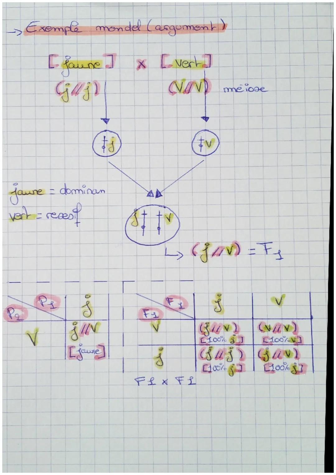 ->Exemple mondel (argument)
[ faune ] x [vert. ]
GHz)
NAND
(VAND meiose
fj
Jaune = dominan
verk = recesit
0
S
SUN
[jaune]
3tfv
to
L> (f/m) =