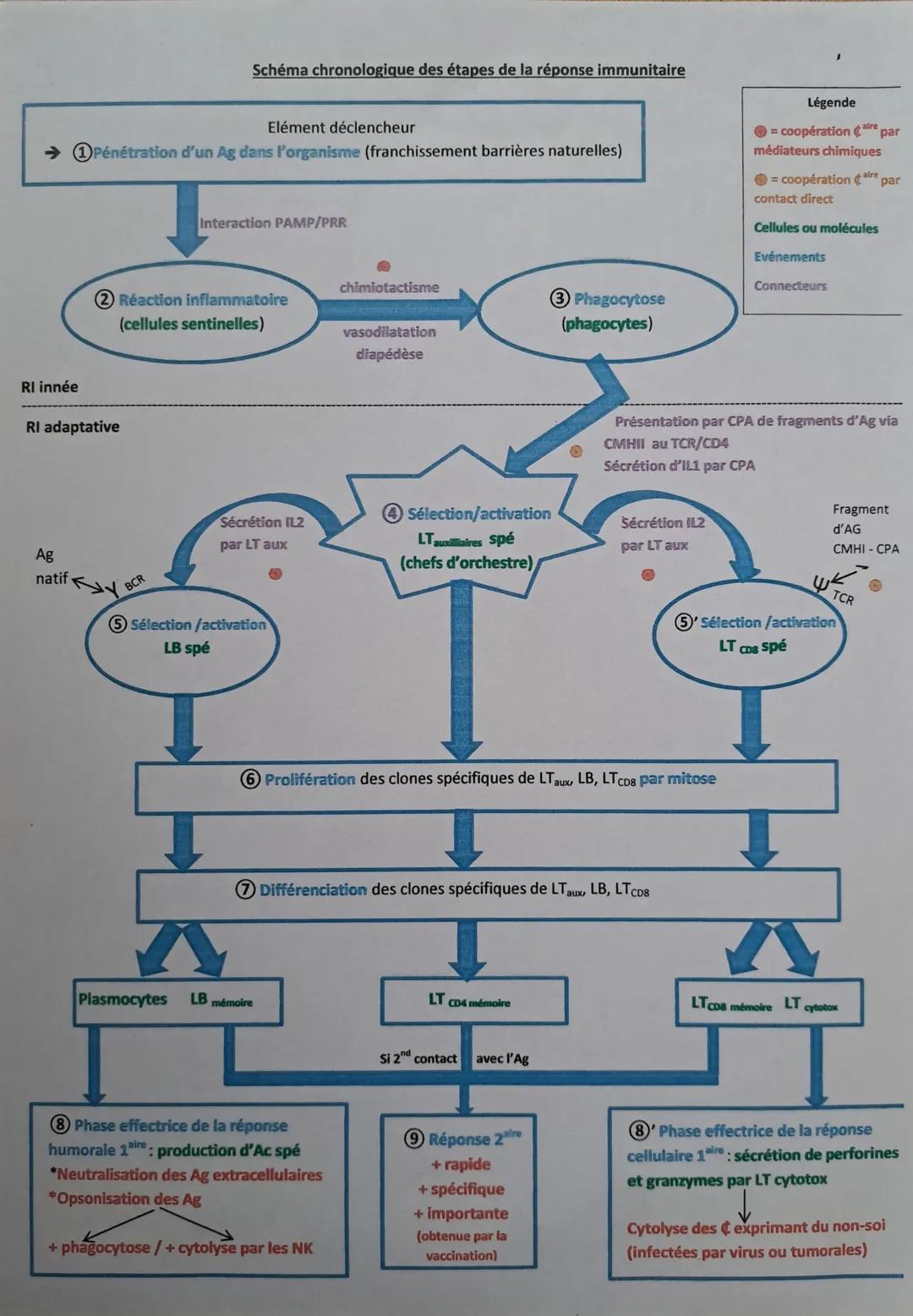 Schéma chronologique des étapes de la réponse immunitaire

Elément déclencheur
→1Pénétration d'un Ag dans l'organisme (franchissement barriè