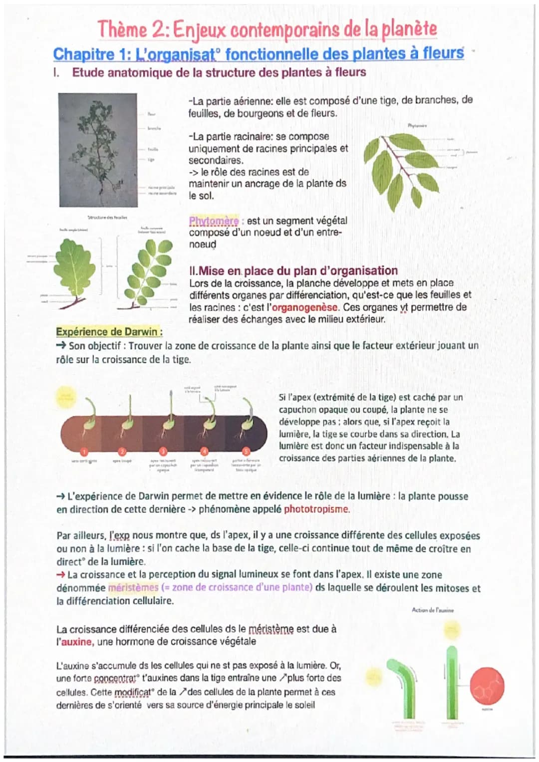 L’organision fonctionnelle des plantes à fleurs 