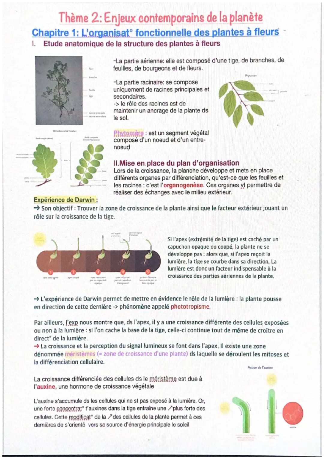 Thème 2: Enjeux contemporains de la planète
Chapitre 1: L'organisat° fonctionnelle des plantes à fleurs
1. Etude anatomique de la structure 