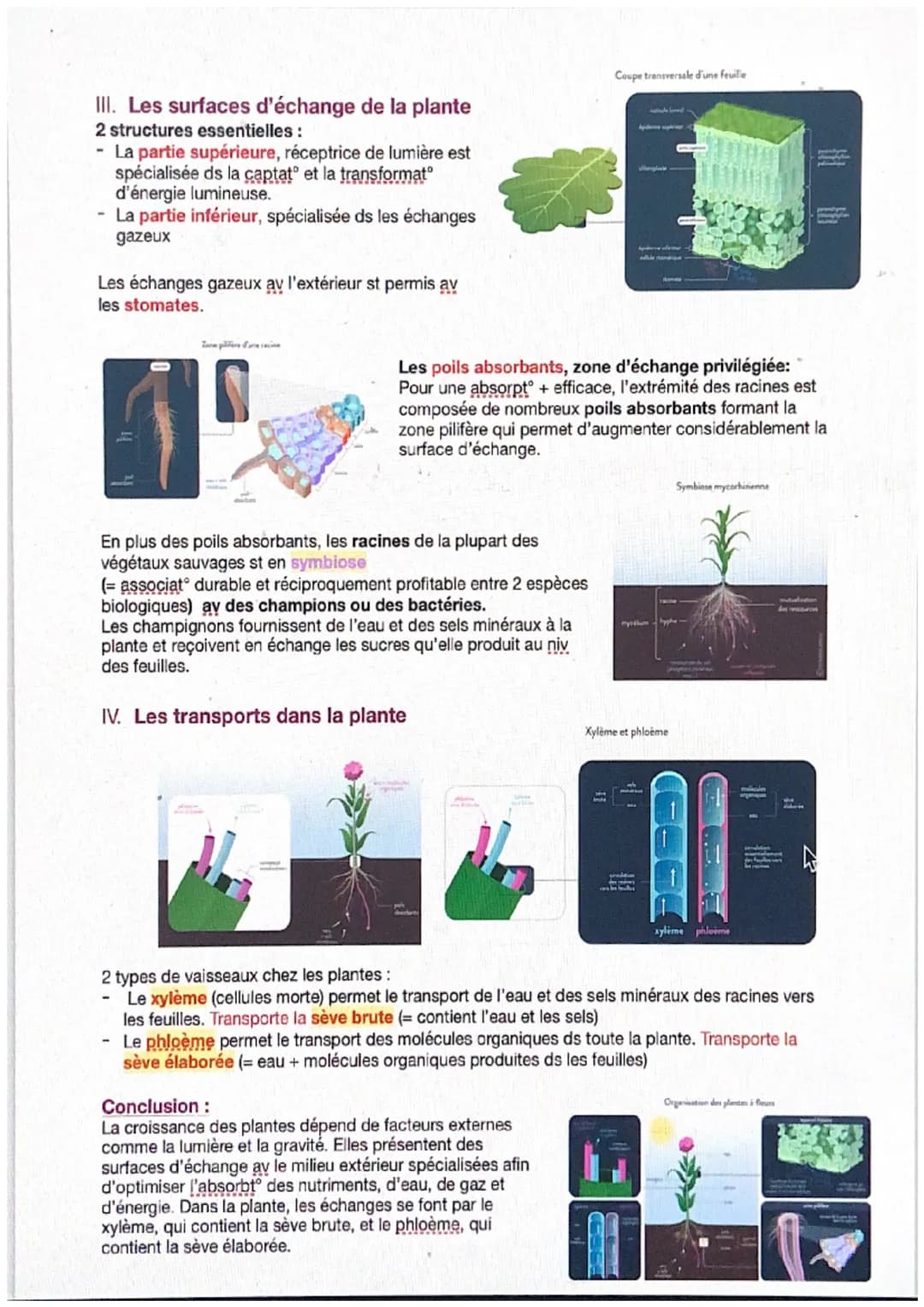 Thème 2: Enjeux contemporains de la planète
Chapitre 1: L'organisat° fonctionnelle des plantes à fleurs
1. Etude anatomique de la structure 