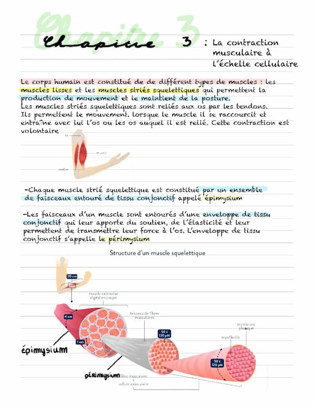 Know Contraction musculaire à l’échelle cellulaire  thumbnail