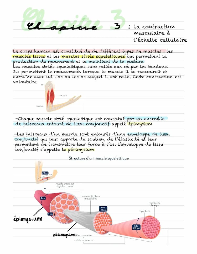 Know Contraction musculaire à l’échelle cellulaire  thumbnail