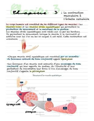 Know Contraction musculaire à l’échelle cellulaire  thumbnail