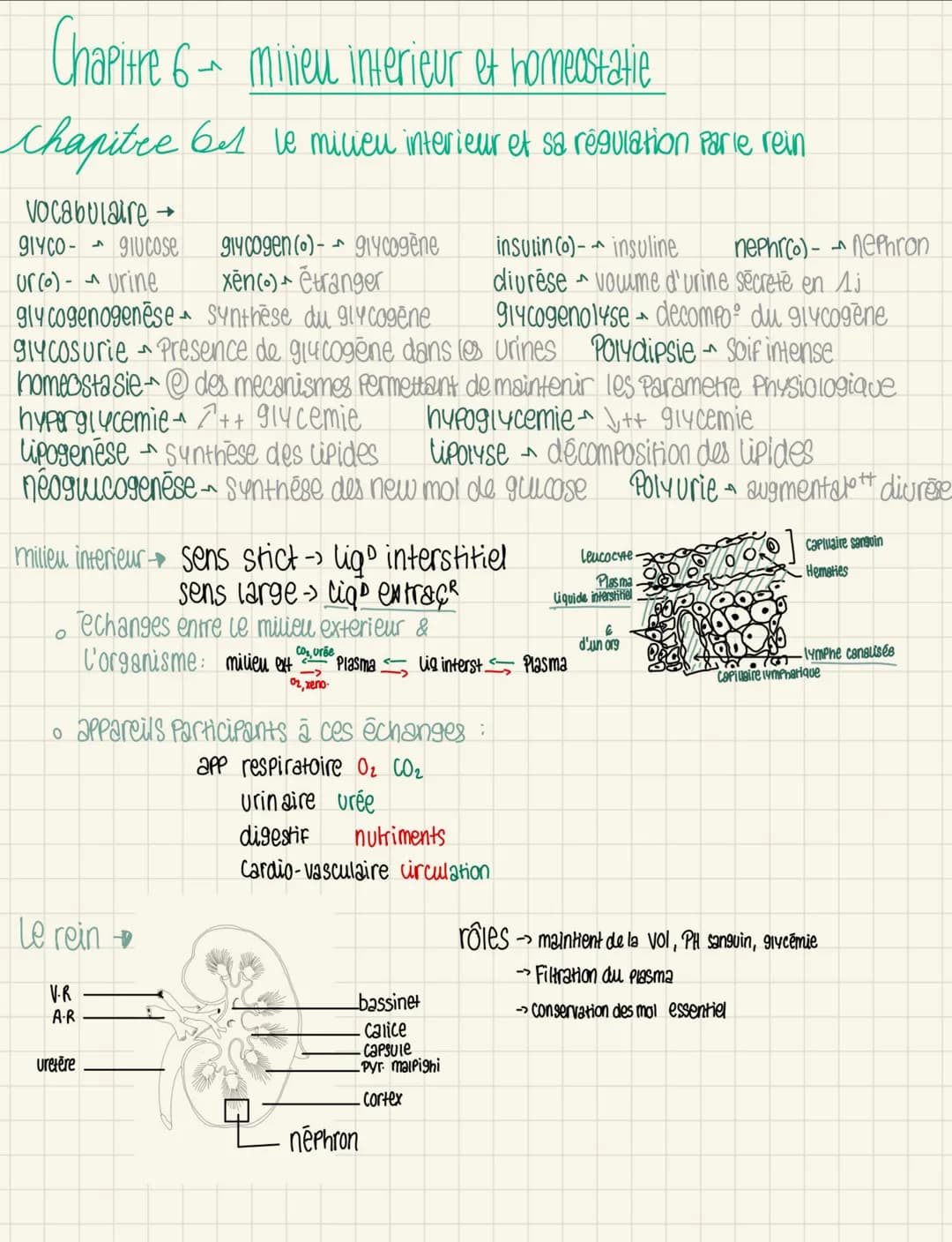 nephron
(capsule de
Bow mann
glomérule
corpuscule de
Malpighi
-> Filtration
→reabsorption
->secretion
Xenobiotiques
voie d'entrée digestif
→