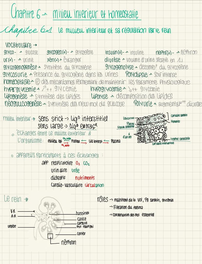 nephron
(capsule de
Bow mann
glomérule
corpuscule de
Malpighi
-> Filtration
→reabsorption
->secretion
Xenobiotiques
voie d'entrée digestif
→