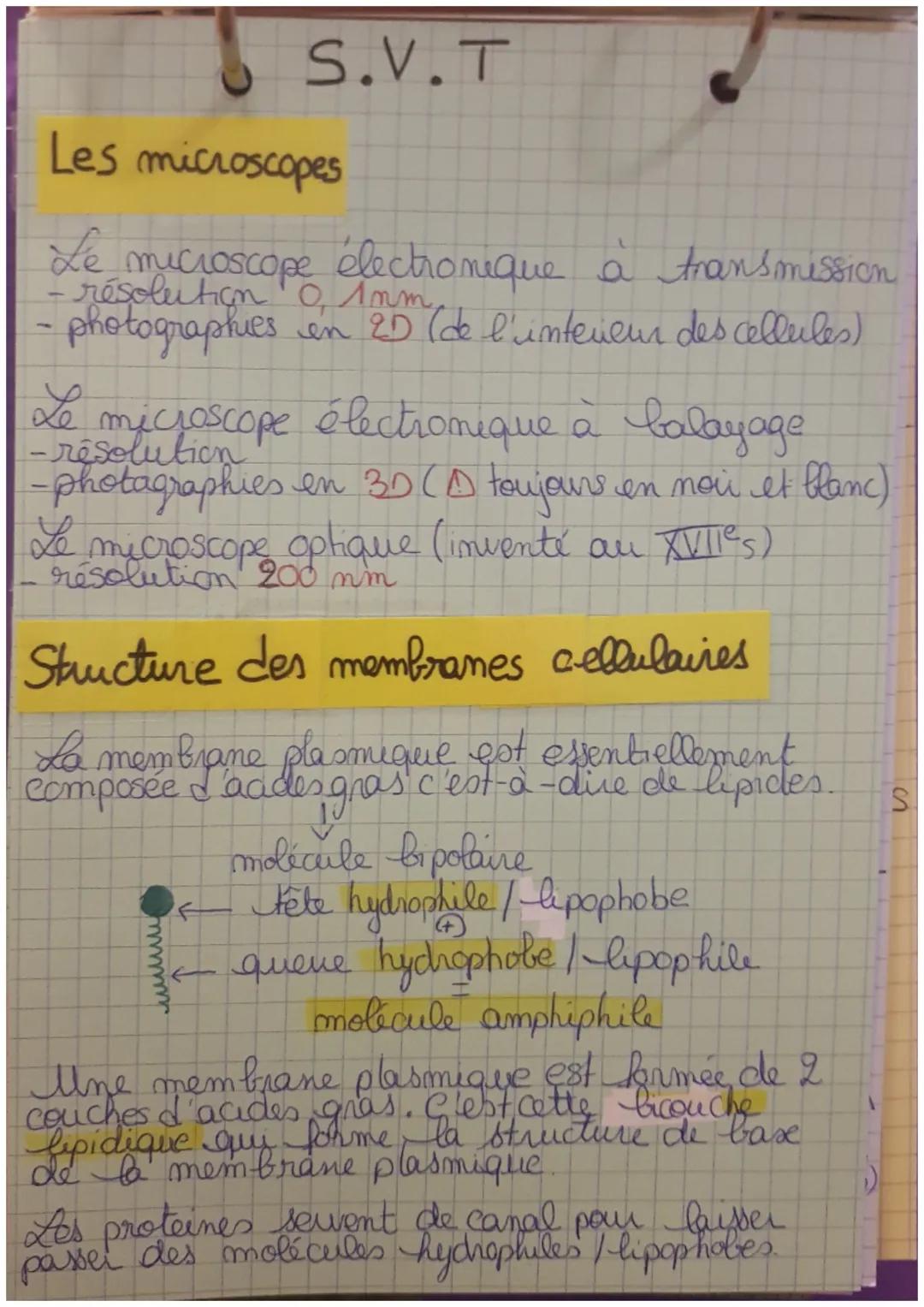 S.V.T
Les microscopes
Le microscope électronique à transmission
résolution ¹0, 1mm.
photographies
en 2D (de l'interieur des cellules)
Le
res