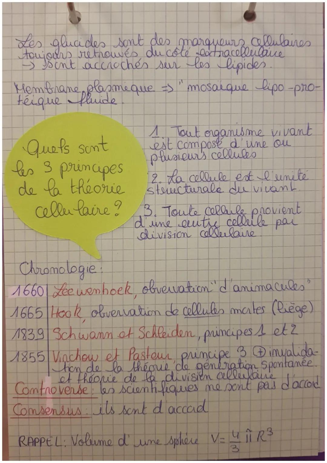 S.V.T
Les microscopes
Le microscope électronique à transmission
résolution ¹0, 1mm.
photographies
en 2D (de l'interieur des cellules)
Le
res